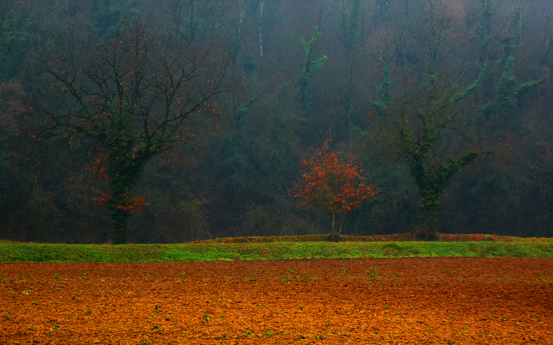 02 TRE ALBERI Monferrato 2020 93x58_1