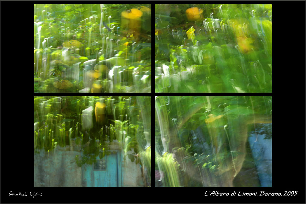 L'albero di Lucia - Barano 2005