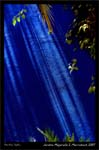C2336 Majorelle 2