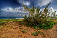 06 Agave Sicilia 2016 120x80.jpeg