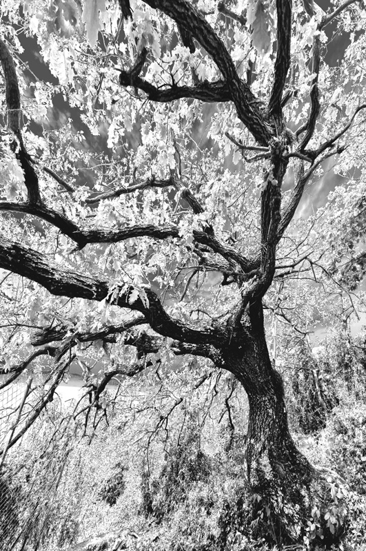 FR 6 Bogliasco 2024 50x70