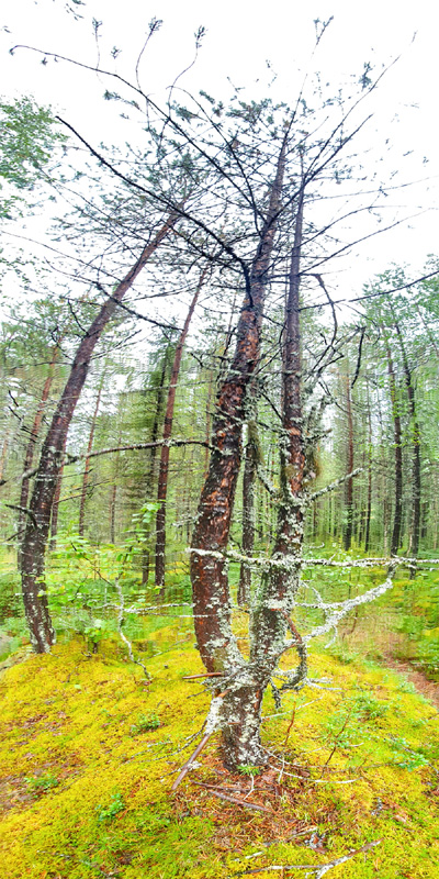 FR13 Lapponia Finlandese 2021 60x120