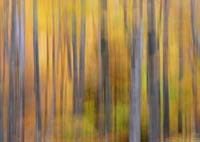 PI 11 Appennino Ligure 2 2021 70x50