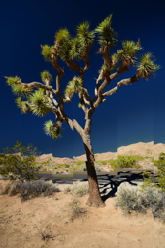 C02 ROAD, Joshua-Tree-np California 2018 58x88 su 70x100 su 78x108 web