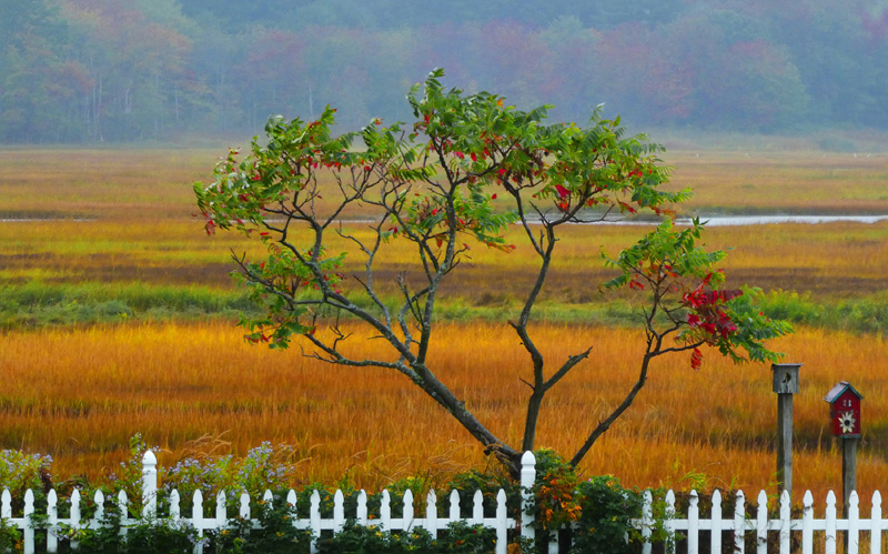 T09 WHITE FENCE, Maine 2018 93x58 web