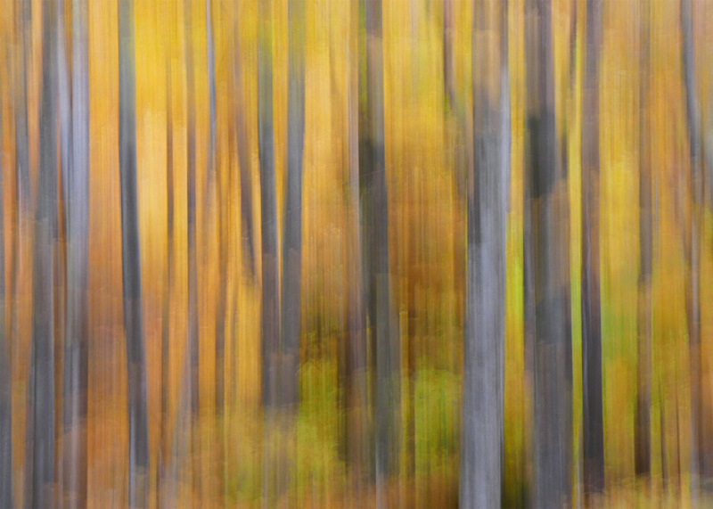 T11 SOTTOBOSCO, Appennino Ligure 2021 70x50 web