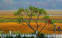 T09 WHITE FENCE, Maine 2018 93x58 web