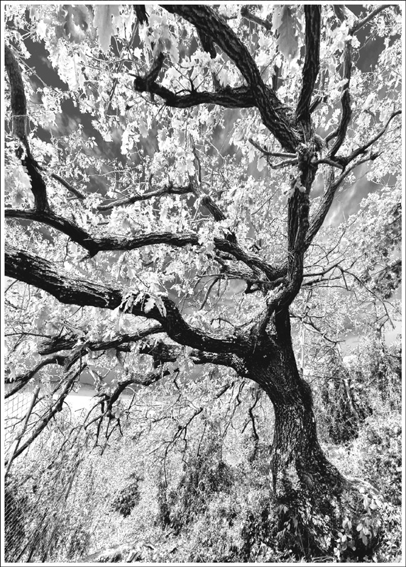 FRAMMENTI RICOMPOSTI 6 Bogliasco 2024 49x69 su 50x70