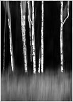 FRAMMENTI RICOMPOSTI 3 Canada 2022 49x69 su 50x70