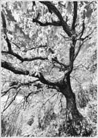 FRAMMENTI RICOMPOSTI 6 Bogliasco 2024 49x69 su 50x70