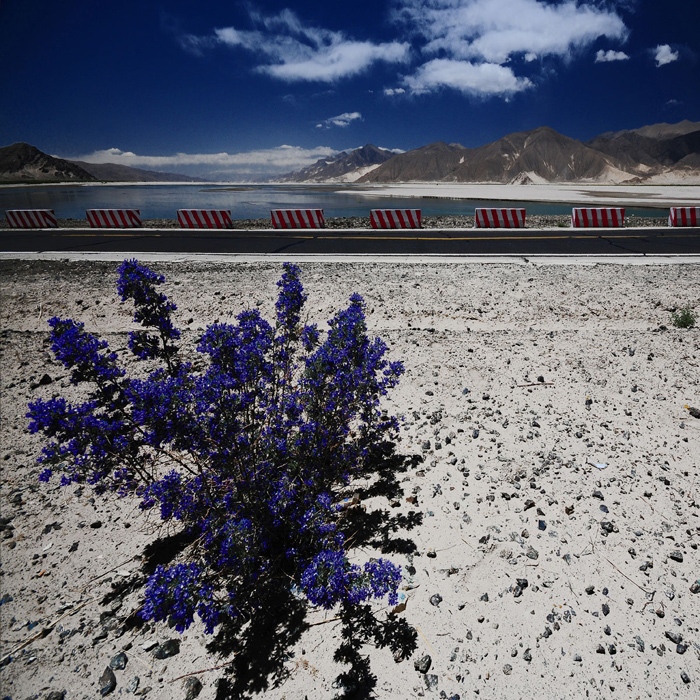 Way26 Tibet 2010 217x217