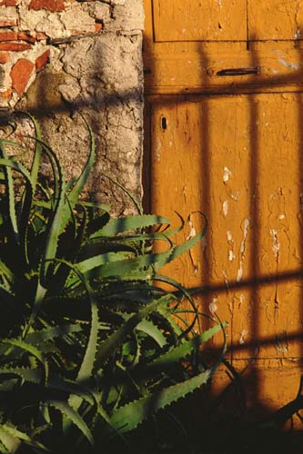 Agave - Vernazza 1993