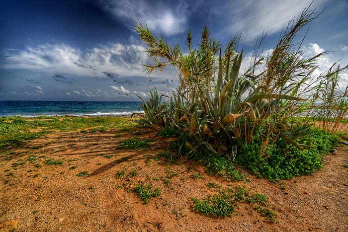 09 Agave Sicilia 2016 120x80.jpeg